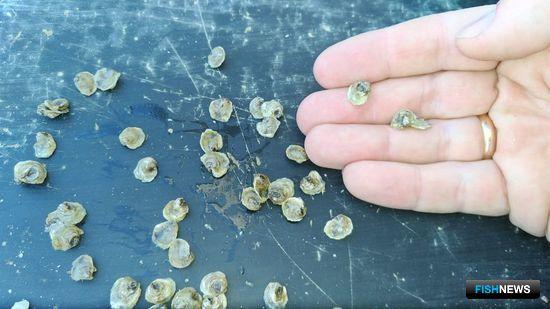 Власти Севастополя стимулируют аквафермеров рублем