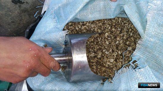 Власти Севастополя стимулируют аквафермеров рублем