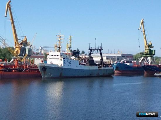 Запасы антарктического криля оценят ученые