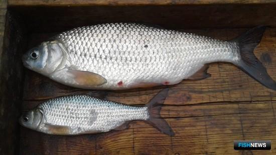 Астраханским рыболовам планируют увеличить нормы