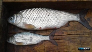 Астраханским рыболовам планируют увеличить нормы