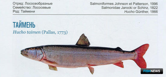 Рыбное «население» Амура внесли в атлас Рыбное «население» Амура внесли в атлас