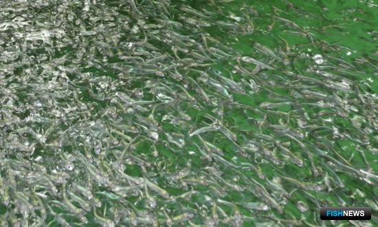 В рыбоводство ЯНАО привлекают научные кадры В рыбоводство ЯНАО привлекают научные кадры