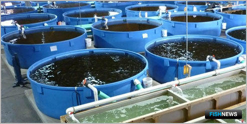 День аквакультуры пройдет на Seafood Expo Russia 2019