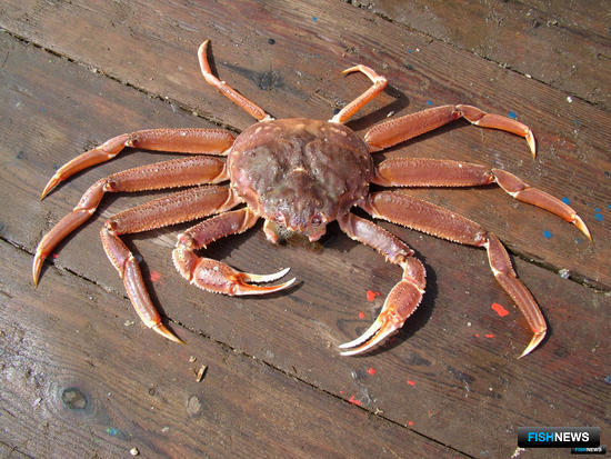 Подготовку к крабовым аукционам обсудит общественный совет