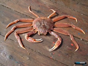 Подготовку к крабовым аукционам обсудит общественный совет