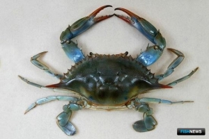 В Китае перекрыли канал контрабанды морских деликатесов