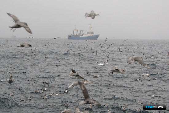 Заполярье готовит свою программу доступной рыбы Заполярье готовит свою программу доступной рыбы