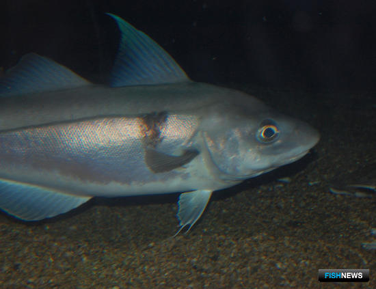 Исландия сократила квоту пикши Исландия сократила квоту пикши