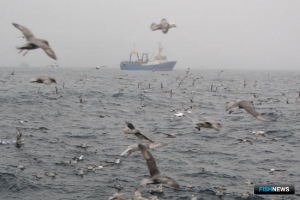 Заполярье готовит свою программу доступной рыбы