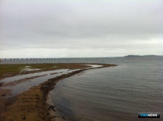 Близ столицы Приморья предлагают создать мариферму Близ столицы Приморья предлагают создать мариферму