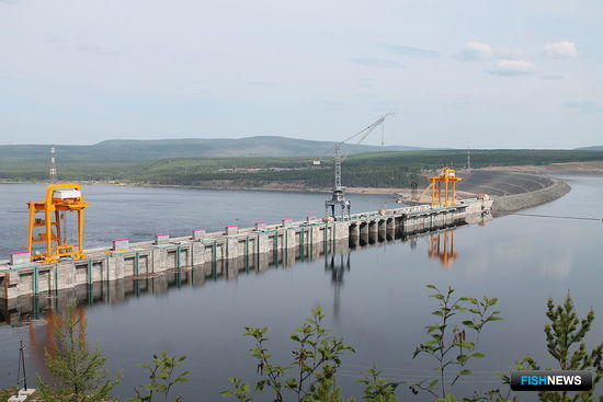 Обитателей Ангары берегут от турбин ГЭС