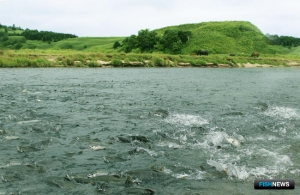 Сахалинским лососям готовят новую меру защиты