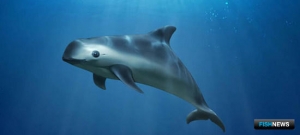 Морскую свинью пытаются спасти от исчезновения