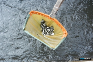 Рыбоводная помощь Амуру