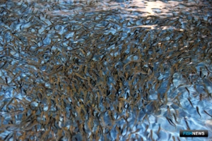 Рыбоводные заводы перевыполнили годовой план