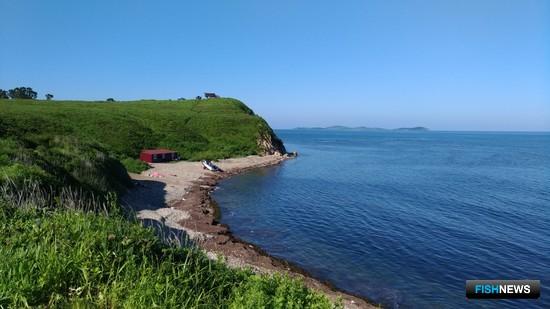 Женьшень «Живой тайги» вырос в Fishnews Женьшень «Живой тайги» вырос в Fishnews