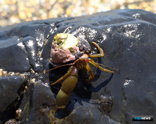 Женьшень «Живой тайги» вырос в Fishnews Женьшень «Живой тайги» вырос в Fishnews