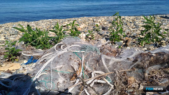 Женьшень «Живой тайги» вырос в Fishnews Женьшень «Живой тайги» вырос в Fishnews