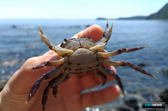 Женьшень «Живой тайги» вырос в Fishnews Женьшень «Живой тайги» вырос в Fishnews