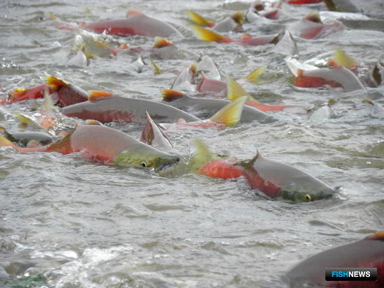 Лососей Камчатки защитят от перелова