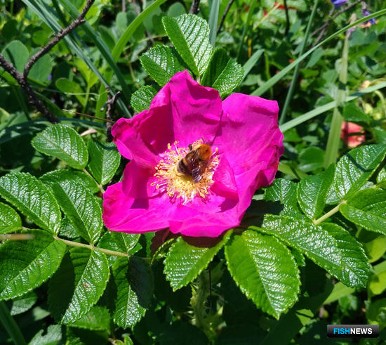 Женьшень «Живой тайги» вырос в Fishnews Женьшень «Живой тайги» вырос в Fishnews