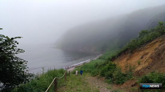 Женьшень «Живой тайги» вырос в Fishnews Женьшень «Живой тайги» вырос в Fishnews