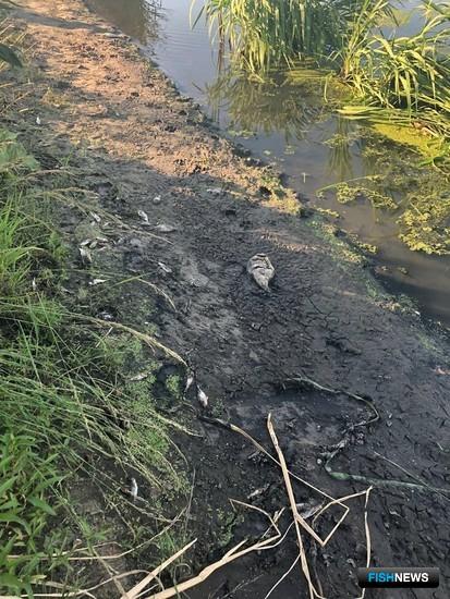 На Цне снова «рыбий геноцид» На Цне снова «рыбий геноцид»