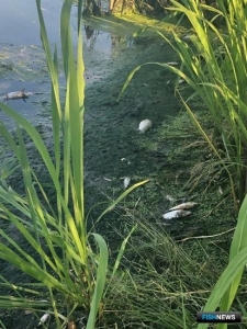 На Цне снова &laquo;рыбий геноцид&raquo;