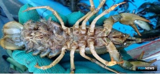 Ученые вновь наведались к донским ракам