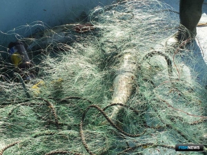 Госдума приняла уточнения в правила возмещения вреда ВБР