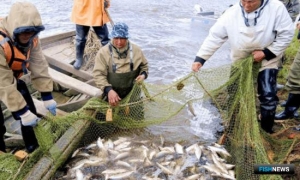На Ямале первый месяц путины прошел успешно