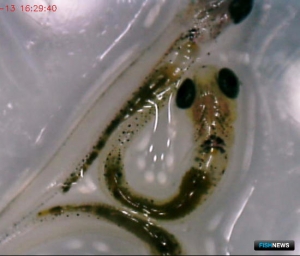 Хлорелла пошла на пользу малькам пеляди