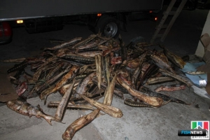 Более тонны осетровых сняли &laquo;с колес&raquo; в Дагестане