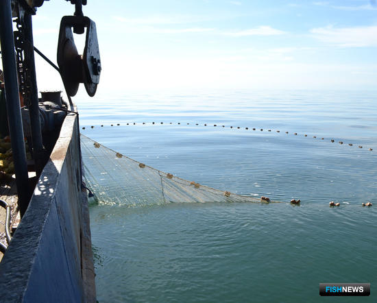 Рыбные запасы Азовского моря подсчитывает наука