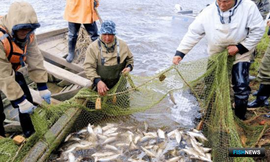 На Ямале первый месяц путины прошел успешно