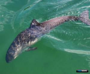 США подложили рыбакам Норвегии морскую свинью