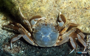 Классификатор для аквакультуры пополнят новыми объектами