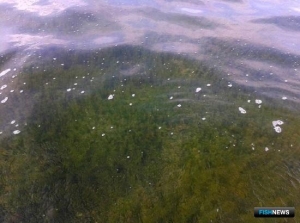 Ученые ищут самые заросшие лиманы Кубани