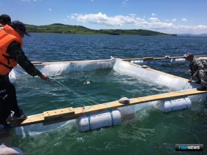 Актуальную проблему марикультуры Приморья наконец решили