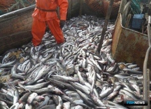 Юный минтай готовится пополнить промзапасы