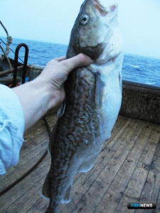 В водах Восточной Камчатки выросли рыбные запасы