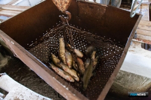 Рыбоводам приготовили новые меры поддержки