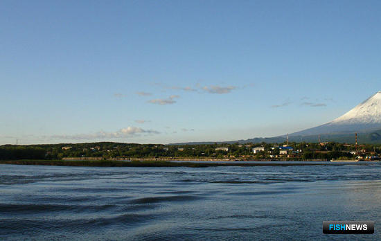 Кету пропустят через Камчатский залив