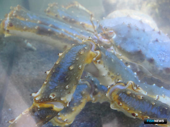 Филе иваси представили на главной рыбной выставке страны Филе иваси представили на главной рыбной выставке страны