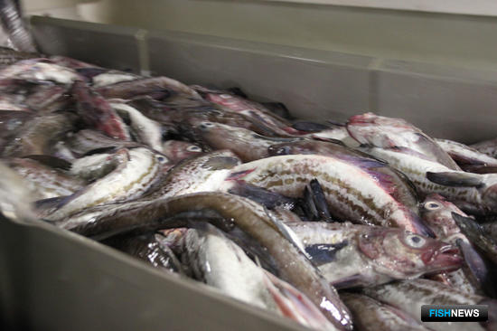 Для комиссии по инвестквотам готовят заочную форму