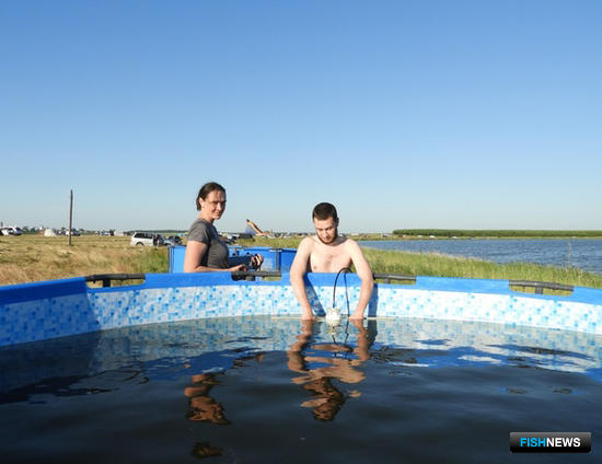 Артемию готовят к пастбищной аквакультуре Артемию готовят к пастбищной аквакультуре