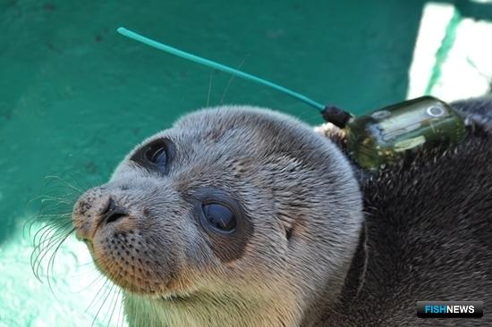 За нерпами Байкала проследят со спутника За нерпами Байкала проследят со спутника