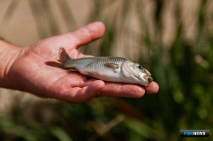 Методику расчета вреда рыбным запасам планируют изменить в этом году