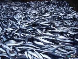 Сайроловам хотят помочь НИСом и субсидиями